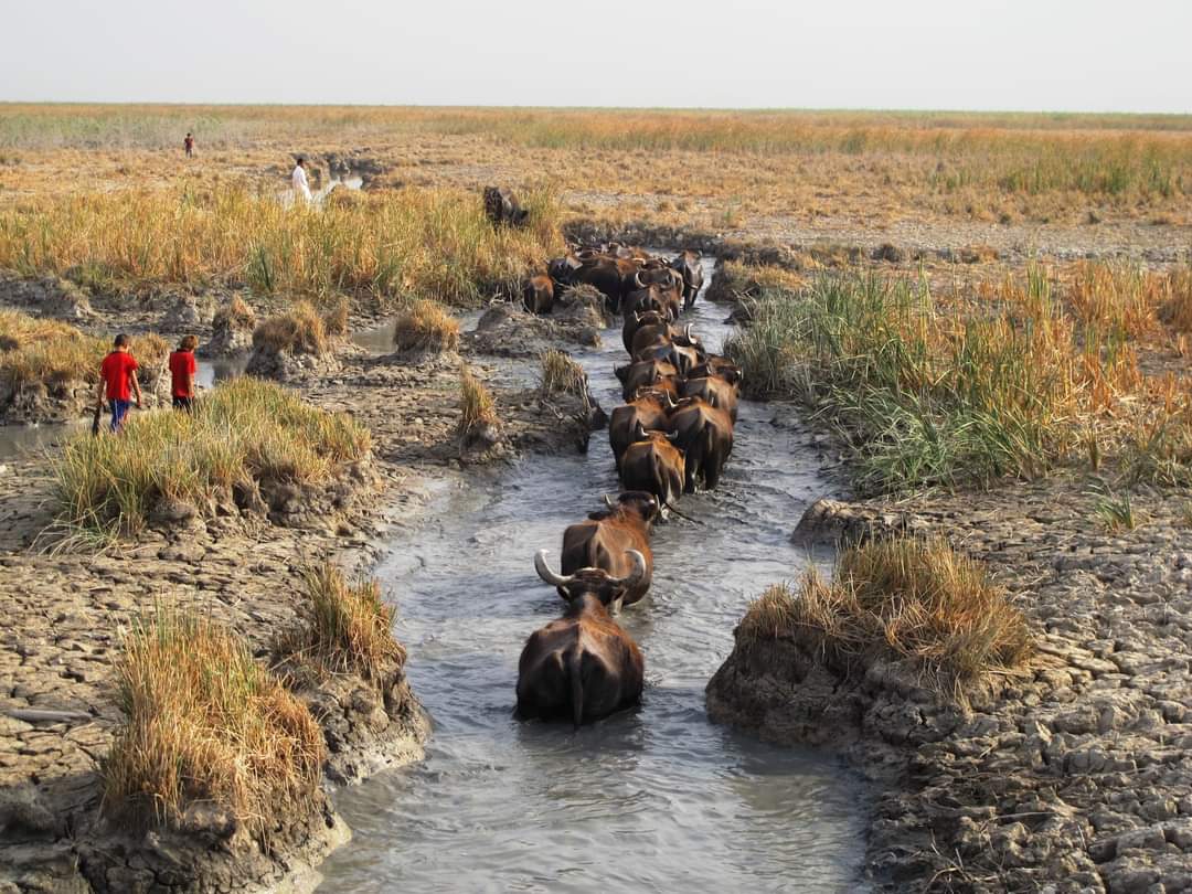 Impact on Biodiversity and Ecosystems